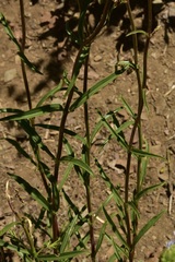 Penstemon laetus sagittatus