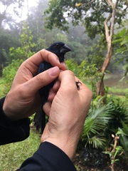 Cyanoloxia cyanoides