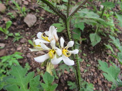 Solanum grayi