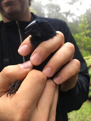 Cyanoloxia cyanoides