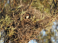 Pomatostomus ruficeps