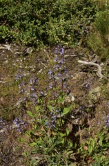 Penstemon anguineus