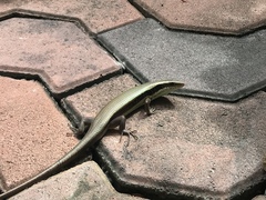 Eutropis longicaudata