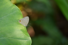 Jamides alecto dromicus