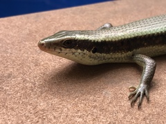Eutropis longicaudata