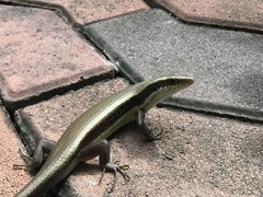 Eutropis longicaudata