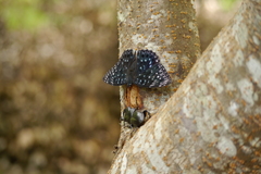 Dichorragia nesimachus formosanus