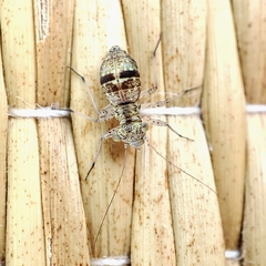 Mesopsocus immunis