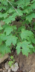 Acer rubrum rubrum
