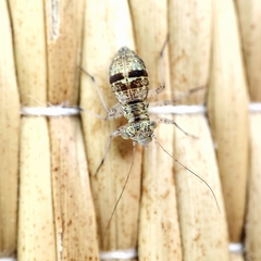 Mesopsocus immunis