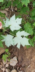 Acer rubrum rubrum