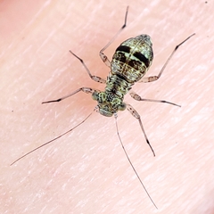 Mesopsocus immunis
