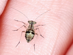 Mesopsocus immunis