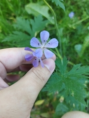 Geranium pratense