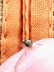 Mesopsocus immunis