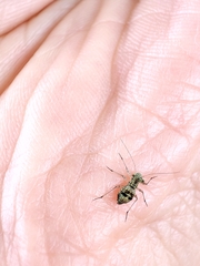 Mesopsocus immunis