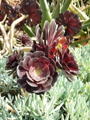 Aeonium