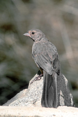 Melozone crissalis