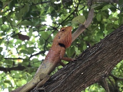 Calotes versicolor