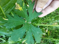 Geranium pratense