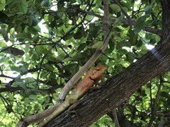 Calotes versicolor