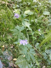 Geranium pratense