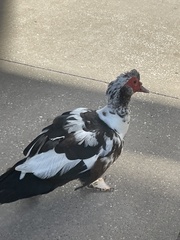 Cairina moschata domestica