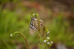 Tirumala limniace limniace