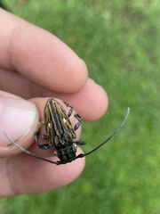 Steirastoma histrionicum