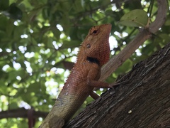 Calotes versicolor