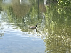 Branta canadensis