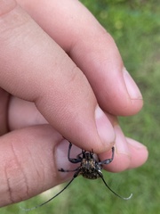 Steirastoma histrionicum