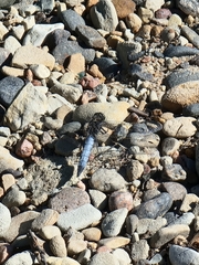 Orthetrum cancellatum