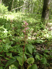 Pyrola asarifolia incarnata