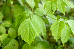 Acer negundo negundo