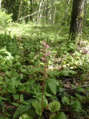 Pyrola asarifolia incarnata