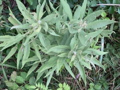 Eupatorium cannabinum