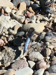 Orthetrum cancellatum