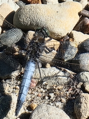 Orthetrum cancellatum
