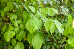 Acer negundo negundo