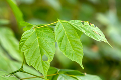 Acer negundo negundo