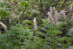 Corydalis caseana caseana