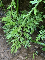 Selaginella pallescens