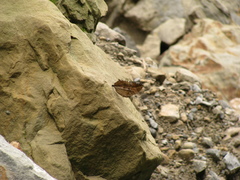 Yoma sabina
