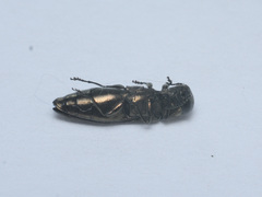 Agrilus cuprescens
