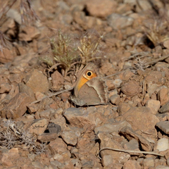 Hyponephele amardaea