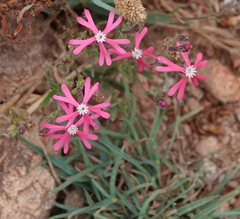Silene scabriflora