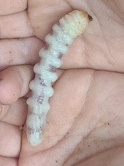 Monochamus titillator