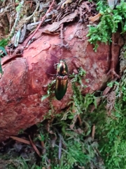 Nitidolimonius resplendens