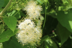 Image of Callicarpa acuminata